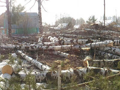 Удаление деревьев на садовых участках